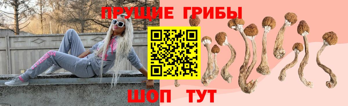 Псилоцибиновые грибы Cubensis Вышний Волочёк